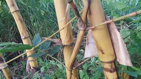 Manfaat Lingkungan Bambu Petuk